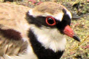 Black-fronted Dotterel (Elseyornis melanops)